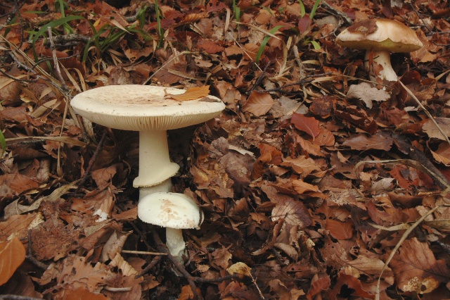 Mancata Mia Determinazione.